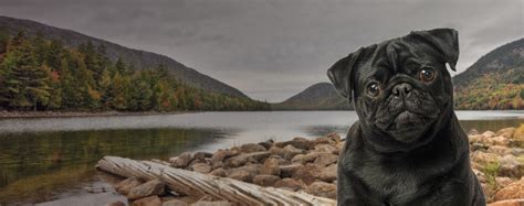 Top Activities For Dogs In Acadia National Park Wag