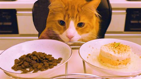 But what if…you don't know how to cook? Store Cat Food vs Homemade - YouTube