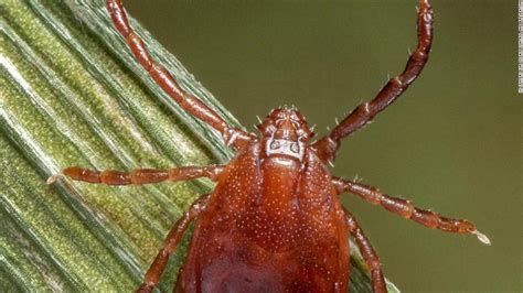 Asian Tick That Clones Itself Could Spread Fast And Far In The Us