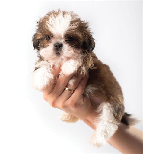 10 Things You Need To Know About The Shih Tzu Dog Breed