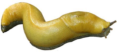 Banana Slug Vs Battles Wiki Fandom