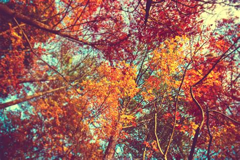 Pretty Fall Backgrounds 51 Images