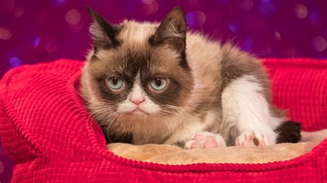 Grumpy Cat Choupette Nala 10 Comptes Instagram De Chats à Ne Pas