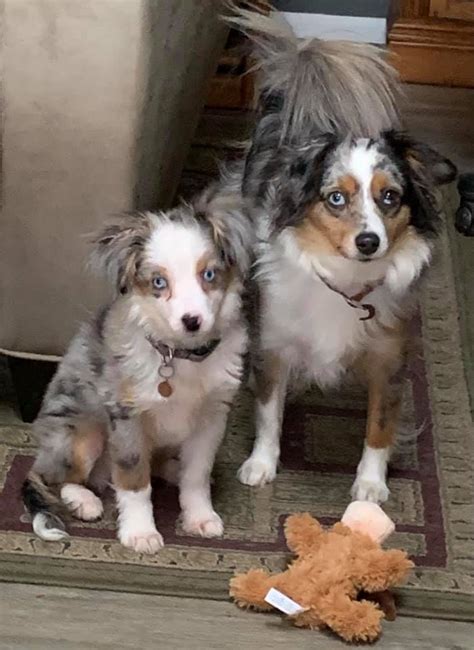 Mini And Toy Aussies With Tails Rl Valley Ranch Aussies