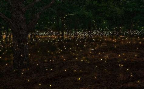 Purushwadi Fireflies Festival 2022 Just 4 Hrs From Mumbai