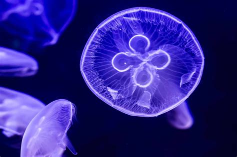 Types Of Jellyfish In The Atlantic Ocean