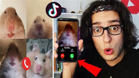 Tİktok Hamster Çetesİ Bana Mesaj Atti Tiktok Hamster Çetesi Youtube