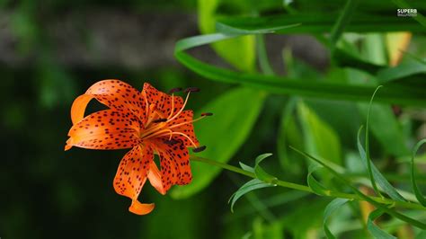 Tiger Lily Wallpaper Flower Wallpapers Lily Wallpaper Tiger