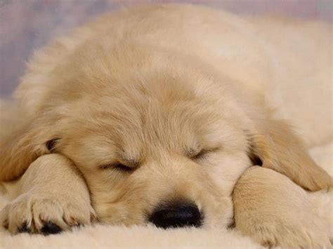 Sleepy Puppy Babies Pets And Animals Photo 16771679 Fanpop