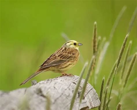 Yellowhammer Facts Diet Habitat And Pictures On Animaliabio