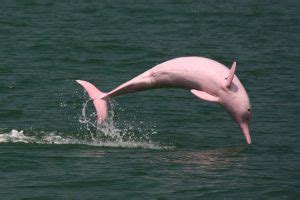 Pink Amazon River Dolphin Facts, Habitat, Diet, Life Cycle, Baby, Pictures