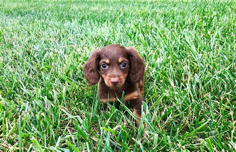 Only guaranteed quality, healthy puppies. Petland Kansas City has Dachshund puppies for sale! Check out all our available puppies! ⠀⠀⠀ # ...