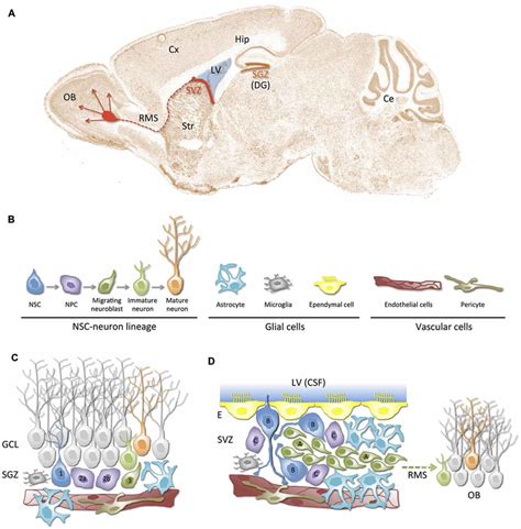 Neurogenic Niches In The Adult Mammalian Brain A