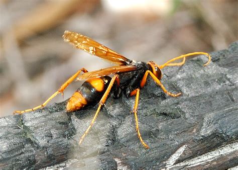It holds its wings up when resting but spider wasps have a habit of flicking their wings on landing and moving with a jumping motion. Orange Spider Wasp - Cryptocheilus bicolor (former ...