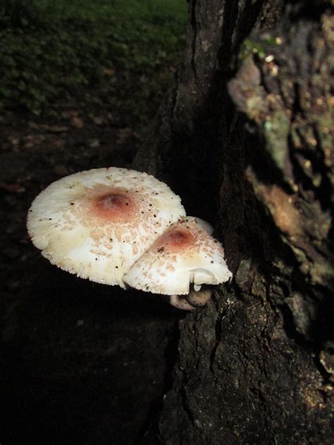 Gilled Mushroom Id Help Identifying Mushrooms Wild Mushroom Hunting