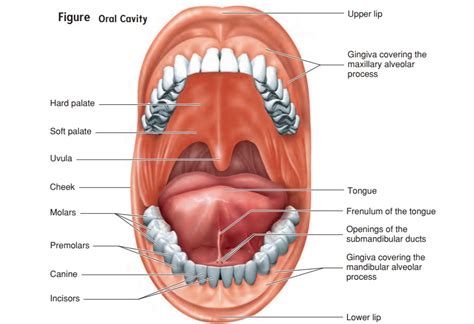 Retencion Ropa Interior Correspondencia Oral Mucosa Anatomy Mono Monitor Comenzar