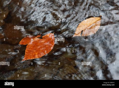 Autumn Leaves Floating In Big Hunting Creek At Cunningham Falls State