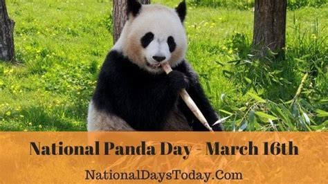 National Panda Day 2023 Things Everyone Should Know