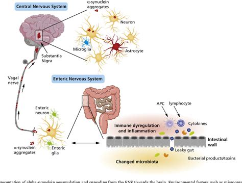 The Gut‐brain Axis In Parkinsons Disease Possibilities For Food‐based