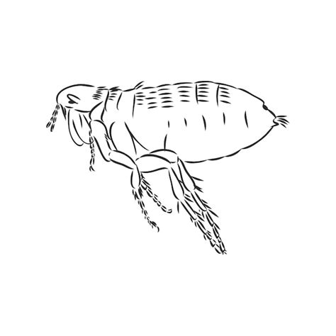 Premium Vector Vector Engraving Antique Illustration Of Flea Isolated