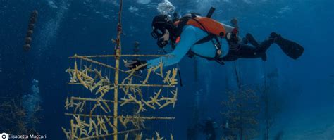 Restoring Coral Reefs Forces For Nature