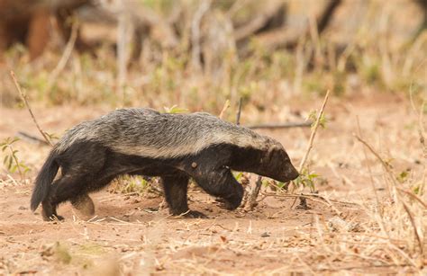 New Research Reports On Discovery Of 5 Million Year Old Honey Badger