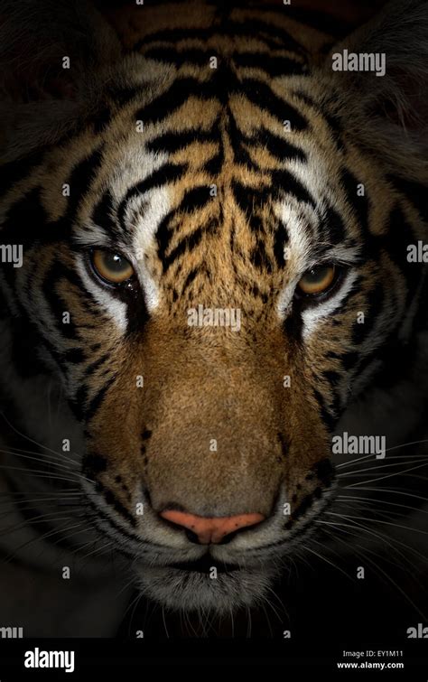 Tiger Face Hi Res Stock Photography And Images Alamy