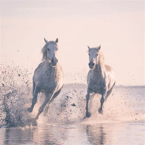 White Horses Run Gallop In The Water At Sunset Camargue Bouches Du
