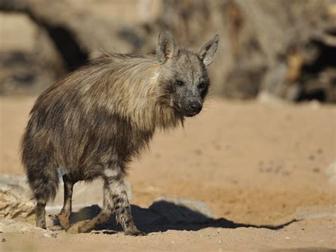 Lets Do Some Zoology Brown Hyena Hyaena Brunnea A Species Of