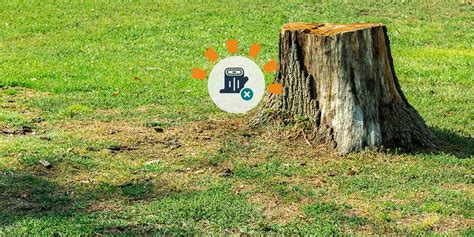 How To Remove A Tree Stump From Your Yard
