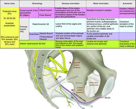 Pudendal Nerve Block Procedure