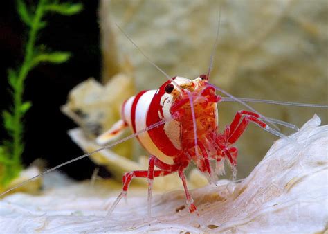 10 Freshwater Shrimp Species Aquarium Shrimp Types And Info Aquariadise