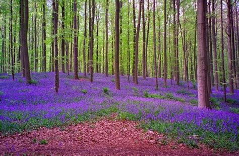 Mystical Blue Forest Of Belgium All Carpeted With Blue Bell Flowers