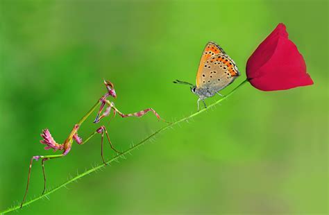 Beautiful Mantis And Butterfly Praying Mantises Photo 31996942