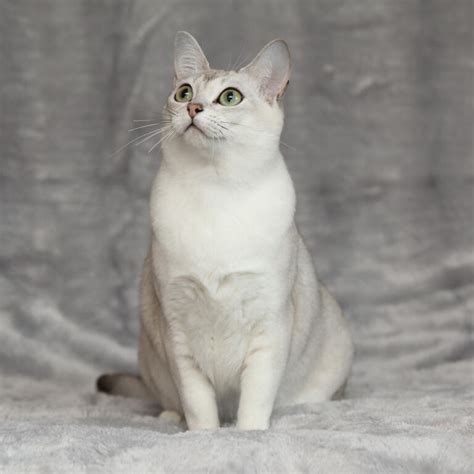 Asian - Burmilla | Cats | Breed Information | Omlet