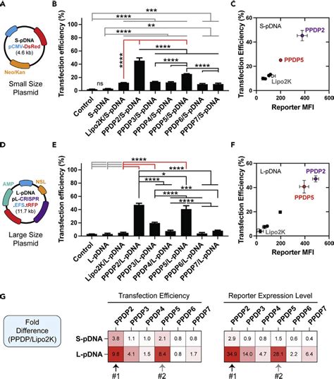PPDP2 And PPDP5 Achieve Higher Plasmid DNA Transfection Efficiencies