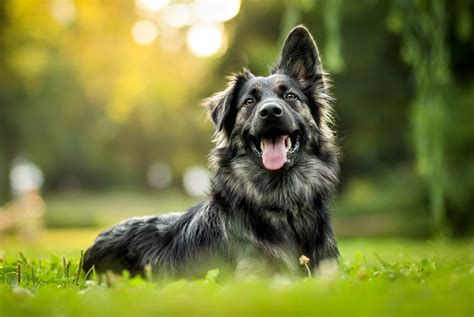 Male Dogs Are More Likely To Develop Transmissible Cancer