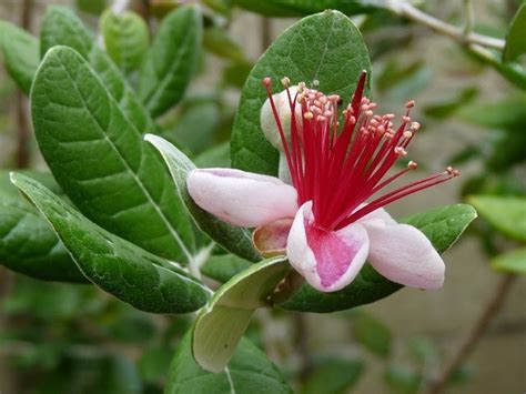 Guava tree care and growing is easy. Las Aventuras: Bush Pineapple Guava