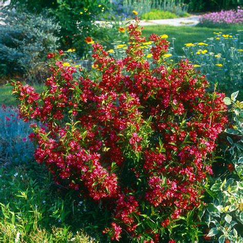 Weigelie Nain Rouge Weigela Nain Rouge Weigelien Garten