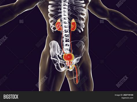 Male Urinary System Image Photo Free Trial Bigstock
