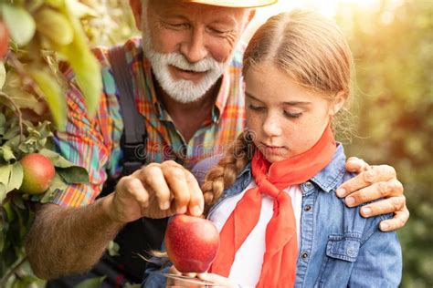 Portrait Of Granddaughter With Grandpa In Orchard Stock Photo Image