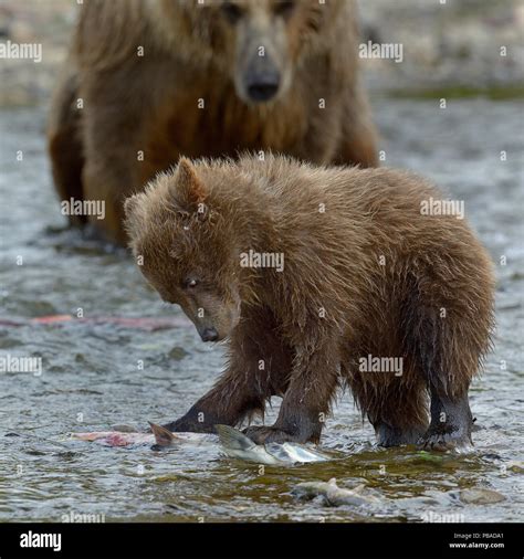 Grizzly Bear Ursus Arctos Horribilis Mother Watching Cub Catching