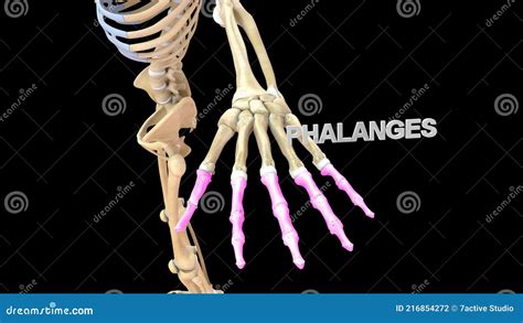 Phalanges Bones Of Human Hand Stock Illustration Illustration Of