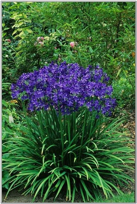 Annual plants that bloom all summer do well in hanging baskets and as container plants on the patio, or use annuals along walkways and as borders around your perennial. Blue Perennial Flowers That Bloom All Summer | Gardening ...