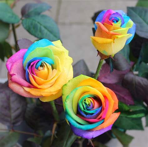 Цветные Розы Фото Telegraph