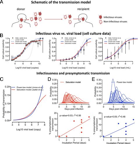 In Vivo Kinetics Of Sars Cov 2 Infection And Its Relationship With A