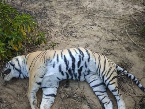 Tiger Who Reared Orphan Cub Found Dead In Rajasthans Ranthambore