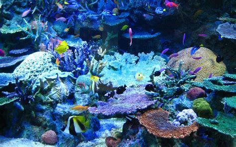 Real Photos Of Sealife With Coral Beautiful Coral Reef