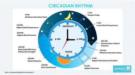 Everything You Need To Know About The Circadian Rhythm Diet Ozzie