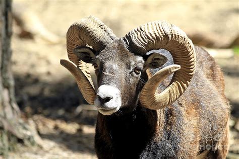 European Big Horn Mouflon Ram Photograph By Teresa Zieba Pixels